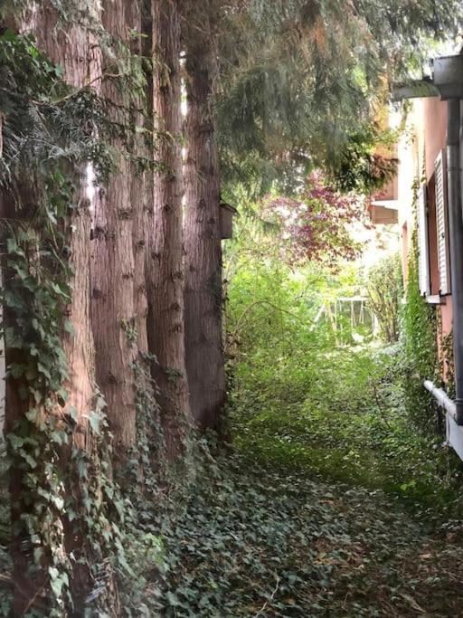 Logement de charme au coeur de la nature Osenbach Extérieur photo